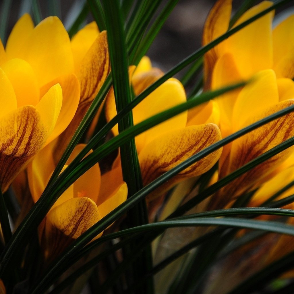 Обои цветы, крокусы, крокус, cvety, zheltye, priroda, krokusy, flowers, crocuses, krokus разрешение 1920x1200 Загрузить