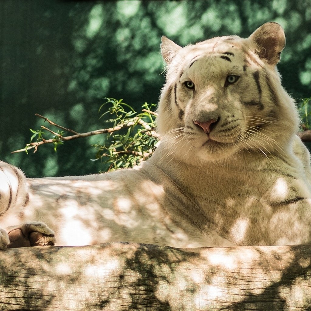 Обои тигр, природа, белый, лежит, хищник, бревно, белый тигр, tiger, nature, white, lies, predator, log, white tiger разрешение 2310x1080 Загрузить
