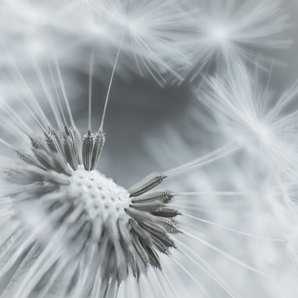 Обои фокус камеры, макро, цветок, одуванчик, пушинки, the focus of the camera, macro, flower, dandelion, fuzzes разрешение 1920x1200 Загрузить