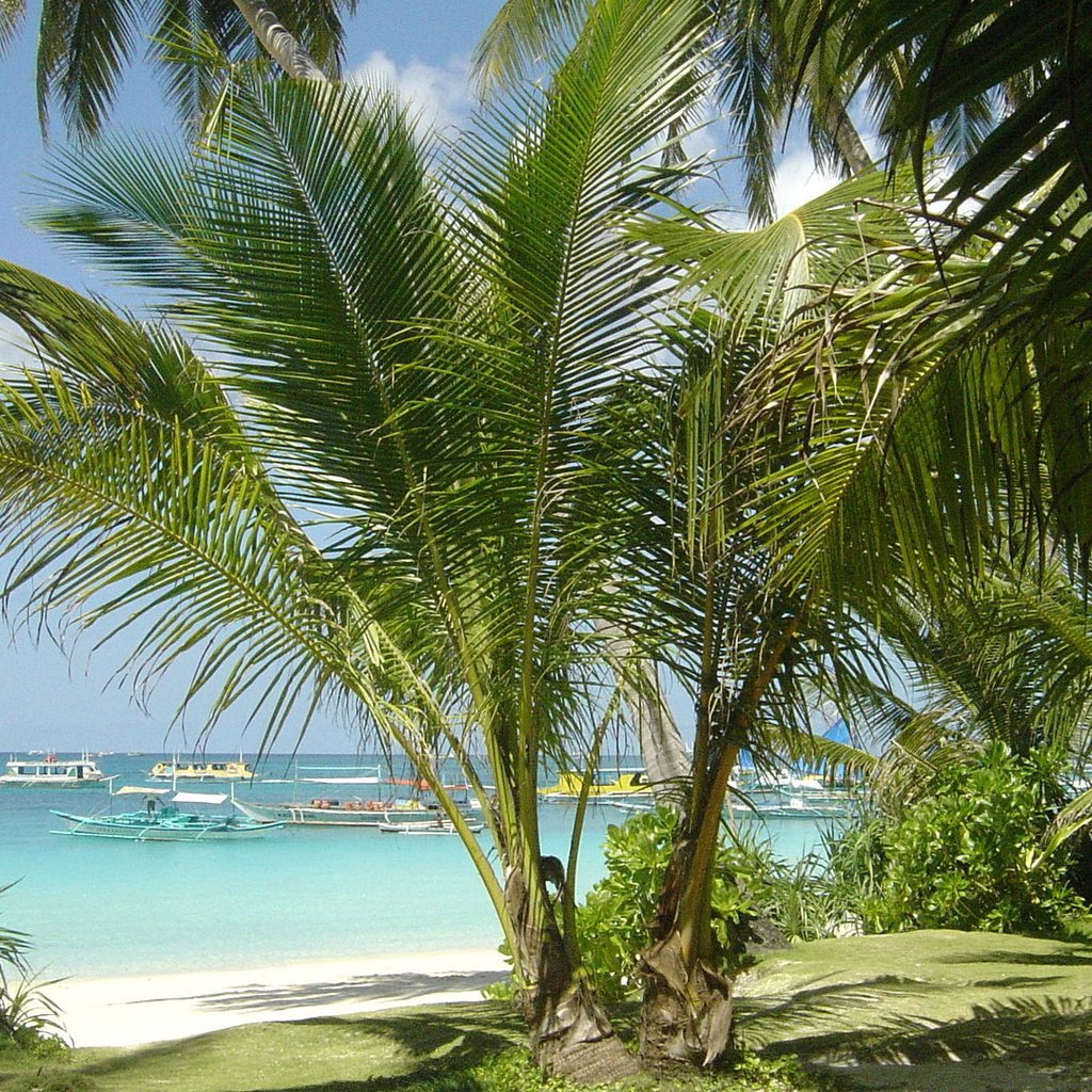 Обои море, песок, пляж, лодки, пальмы, тропики, sea, sand, beach, boats, palm trees, tropics разрешение 1920x1080 Загрузить