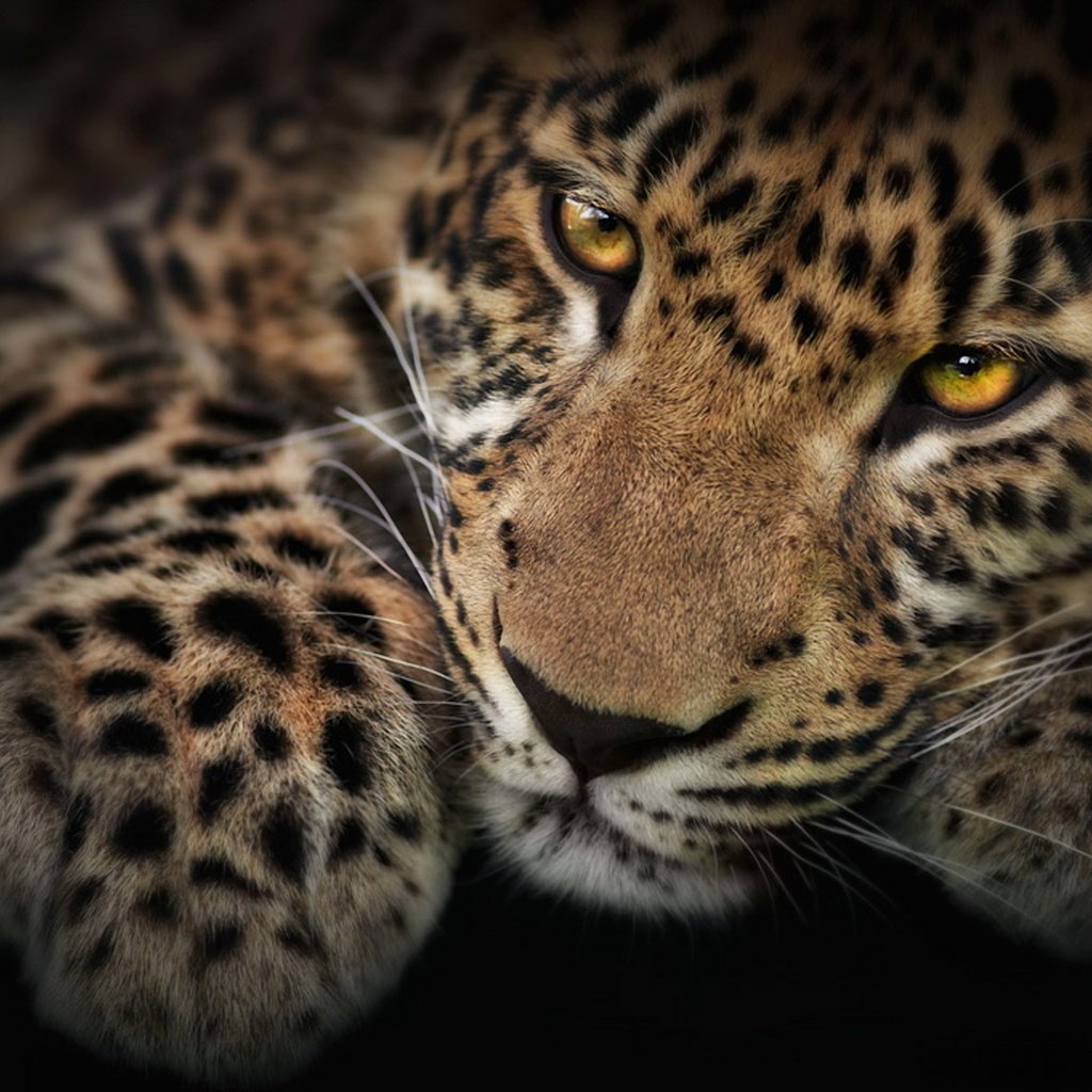 Обои мордочка, взгляд, котенок, леопард, черный фон, лапа, детеныш, muzzle, look, kitty, leopard, black background, paw, cub разрешение 2000x1330 Загрузить
