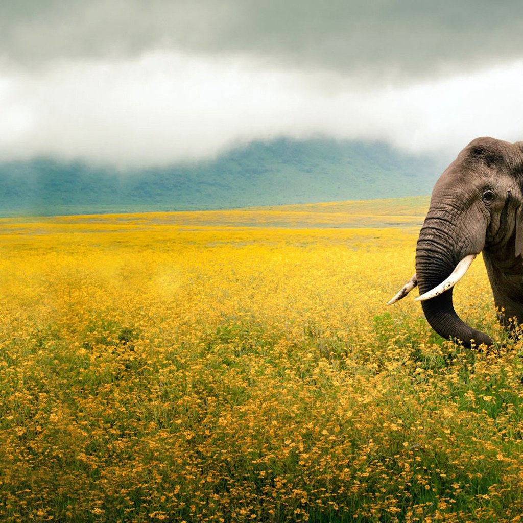 Обои небо, цветы, животные, поле, слон, уши, желтые, хобот, the sky, flowers, animals, field, elephant, ears, yellow, trunk разрешение 1920x1200 Загрузить