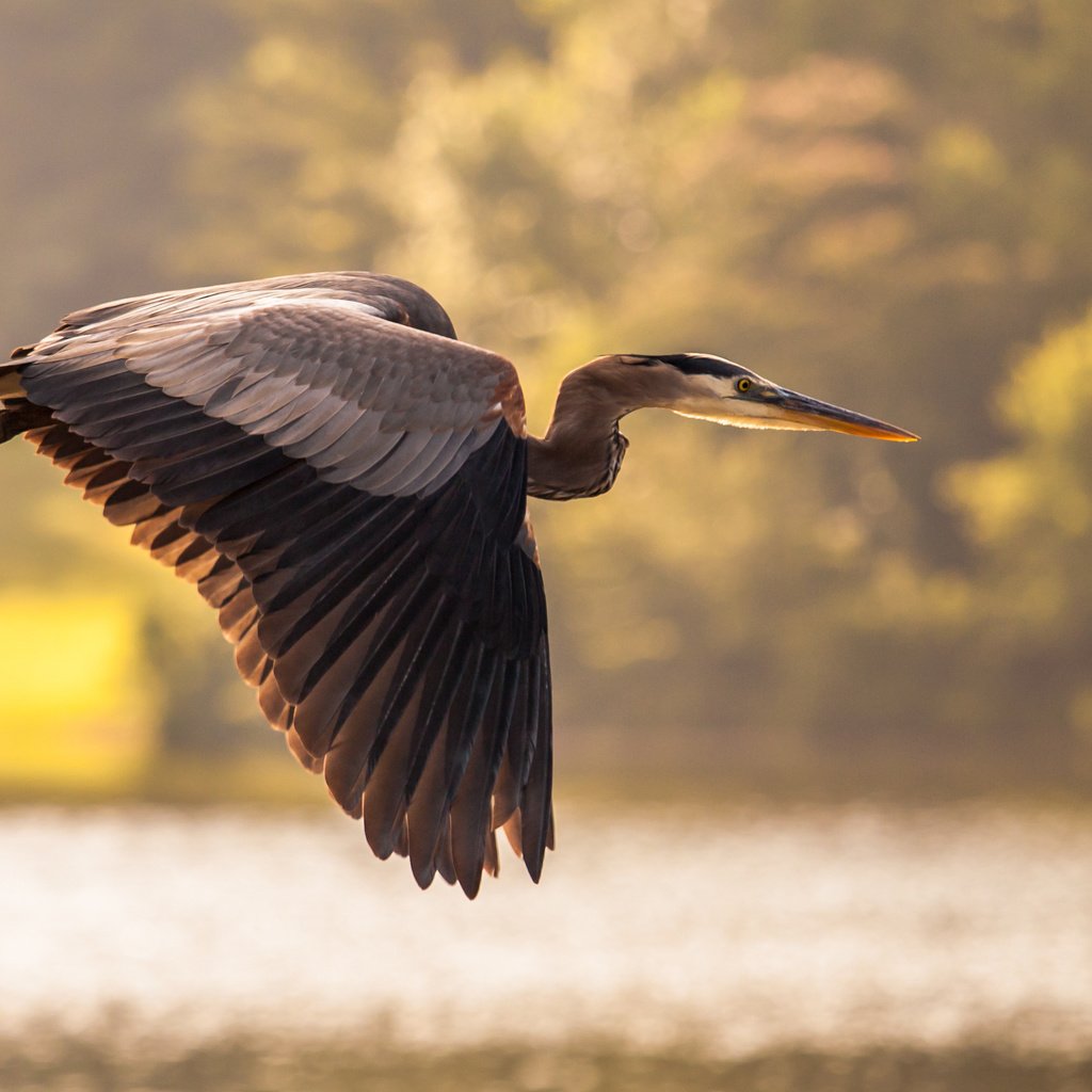 Обои небо, озеро, природа, полет, крылья, птица, цапля, the sky, lake, nature, flight, wings, bird, heron разрешение 3548x2060 Загрузить