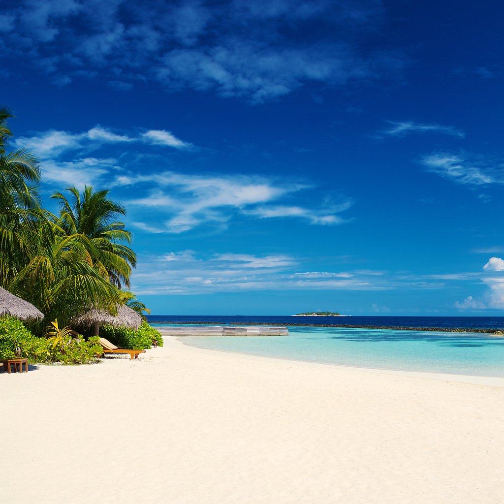 Обои пляж, пальмы, тропики, мальдивы, beach, palm trees, tropics, the maldives разрешение 3840x2400 Загрузить