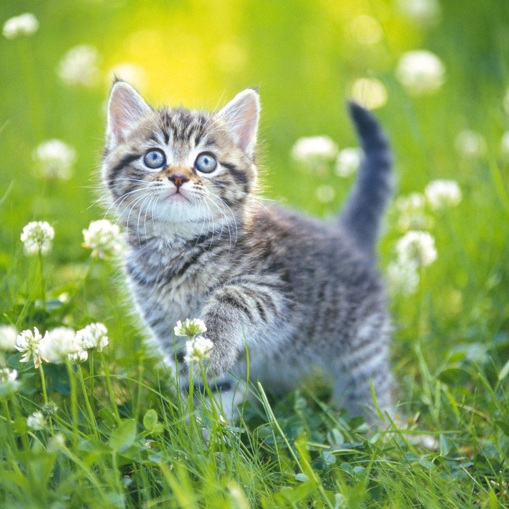 Обои цветы, трава, поле, кошка, котенок, милый, flowers, grass, field, cat, kitty, cute разрешение 2560x1600 Загрузить