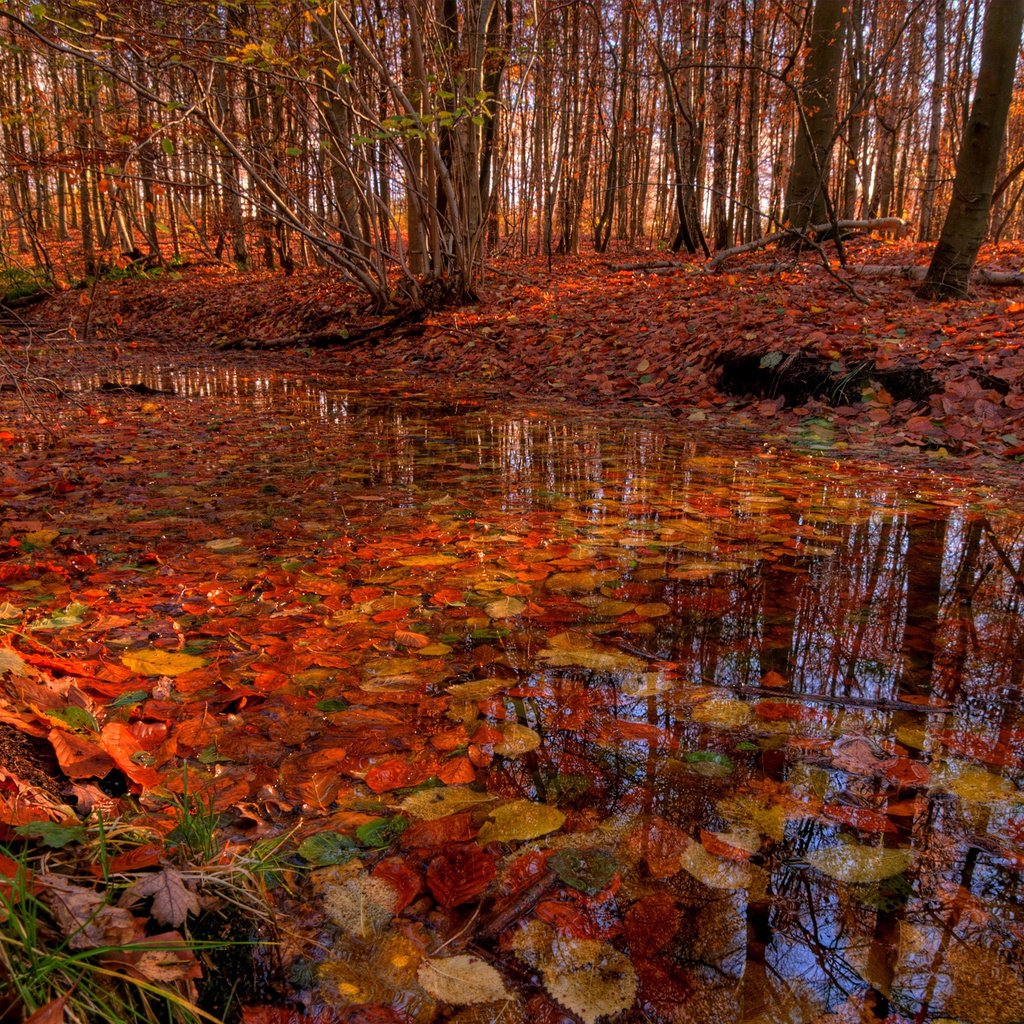 Обои деревья, лес, листья, ручей, листва, осень, речка, trees, forest, leaves, stream, foliage, autumn, river разрешение 2560x1600 Загрузить