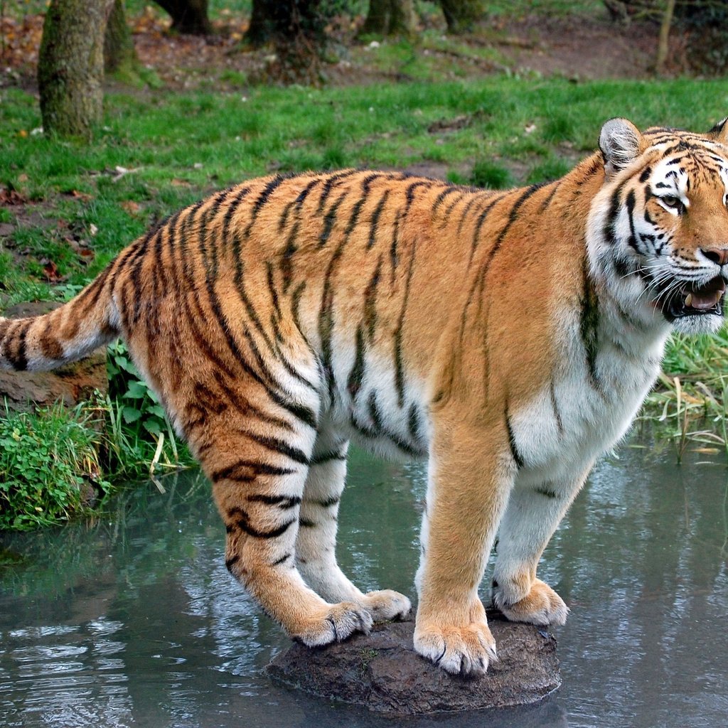 Обои тигр, трава, вода, ручей, хищник, камень, tiger, grass, water, stream, predator, stone разрешение 2500x1660 Загрузить