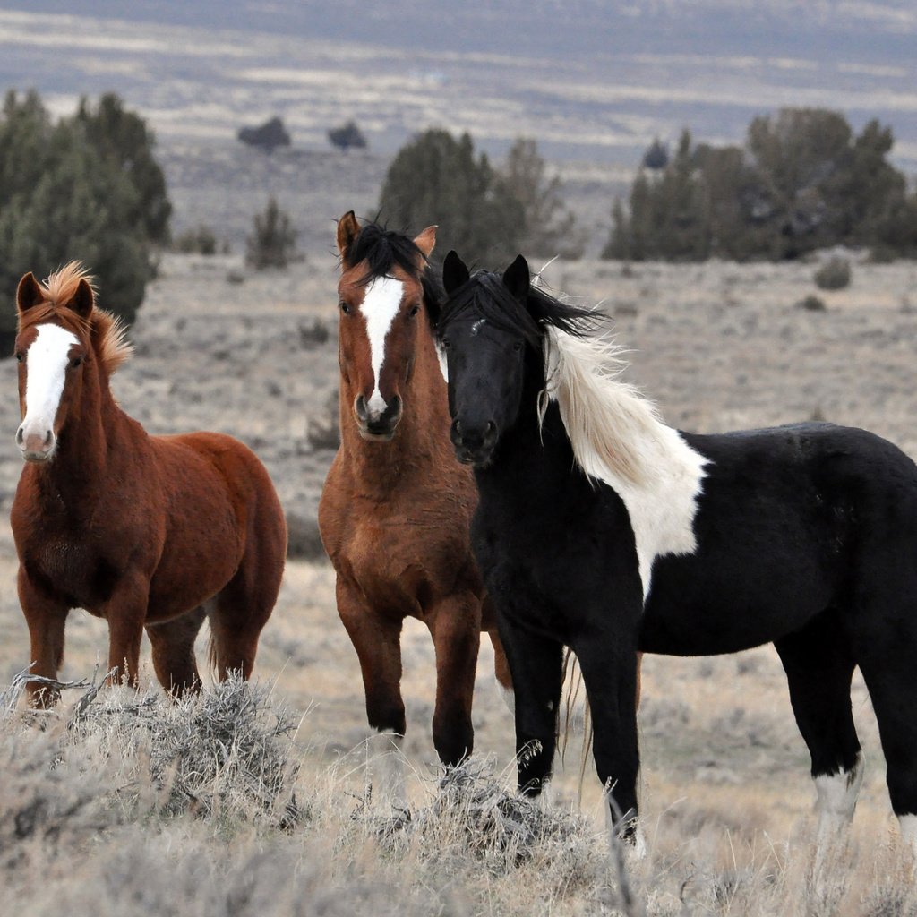 Обои природа, поле, лошади, кони, стадо, жеребцы, nature, field, horse, horses, the herd, stallions разрешение 2560x1600 Загрузить