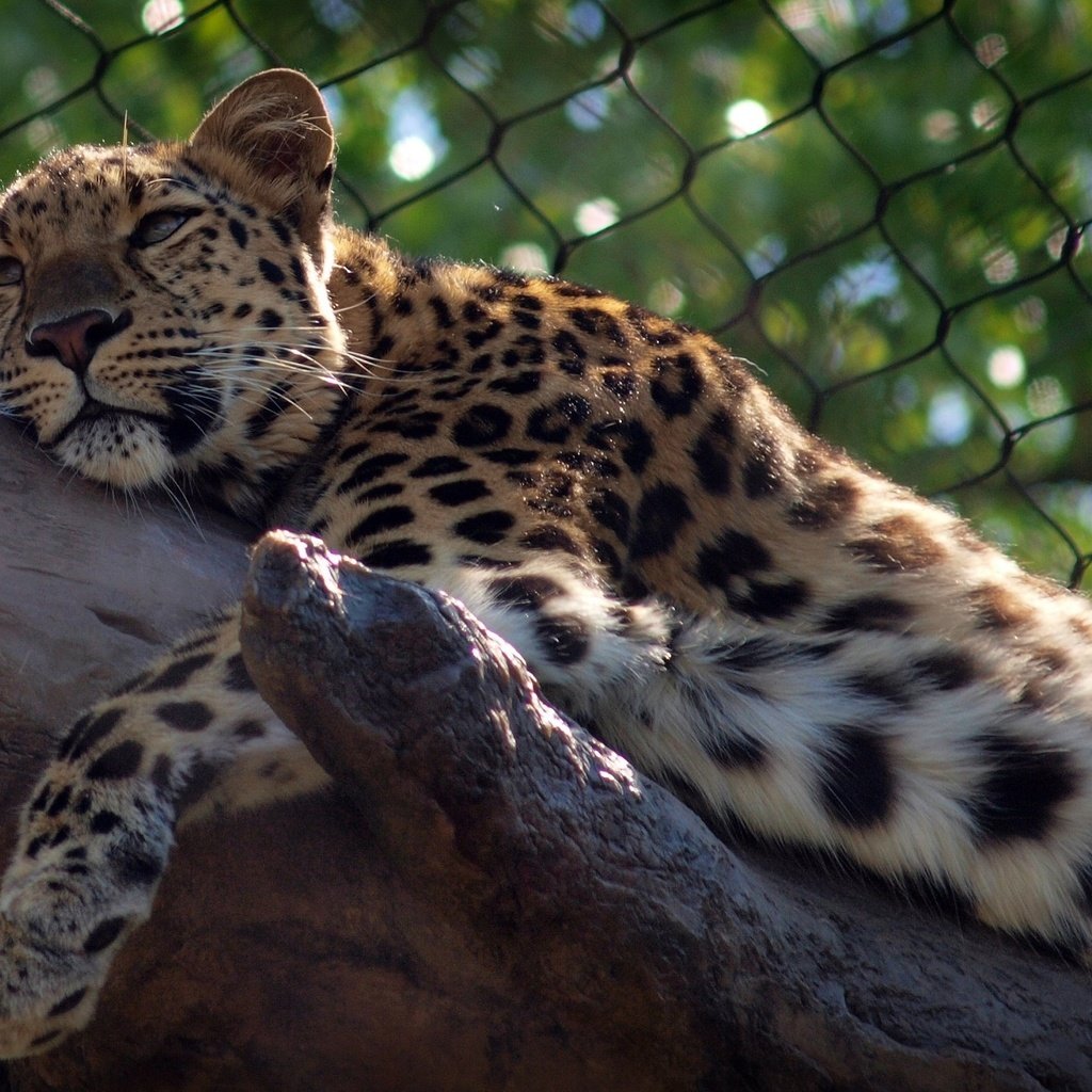 Обои леопард, хищник, зоопарк, дикая кошка, leopard, predator, zoo, wild cat разрешение 2048x1536 Загрузить
