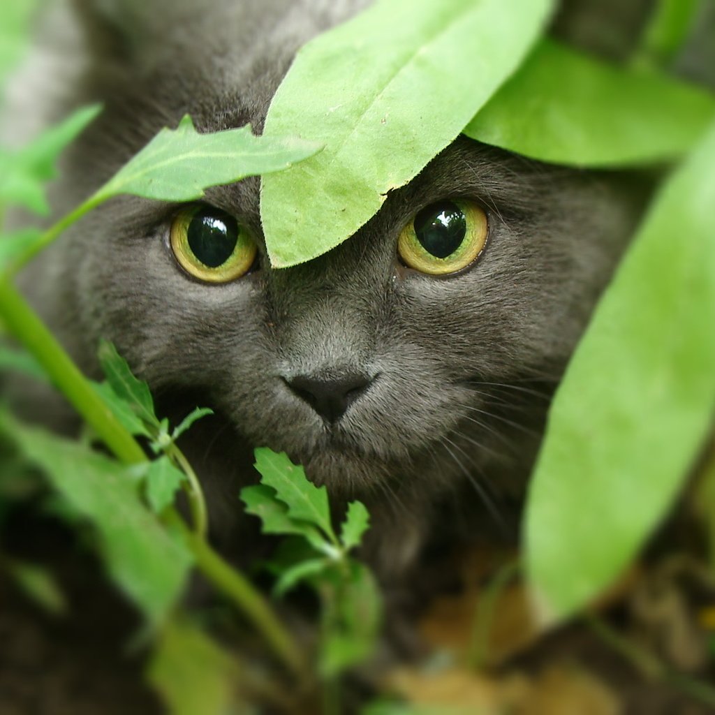 Обои морда, трава, кот, кошка, взгляд, охота, желтые глаза, face, grass, cat, look, hunting, yellow eyes разрешение 1920x1080 Загрузить