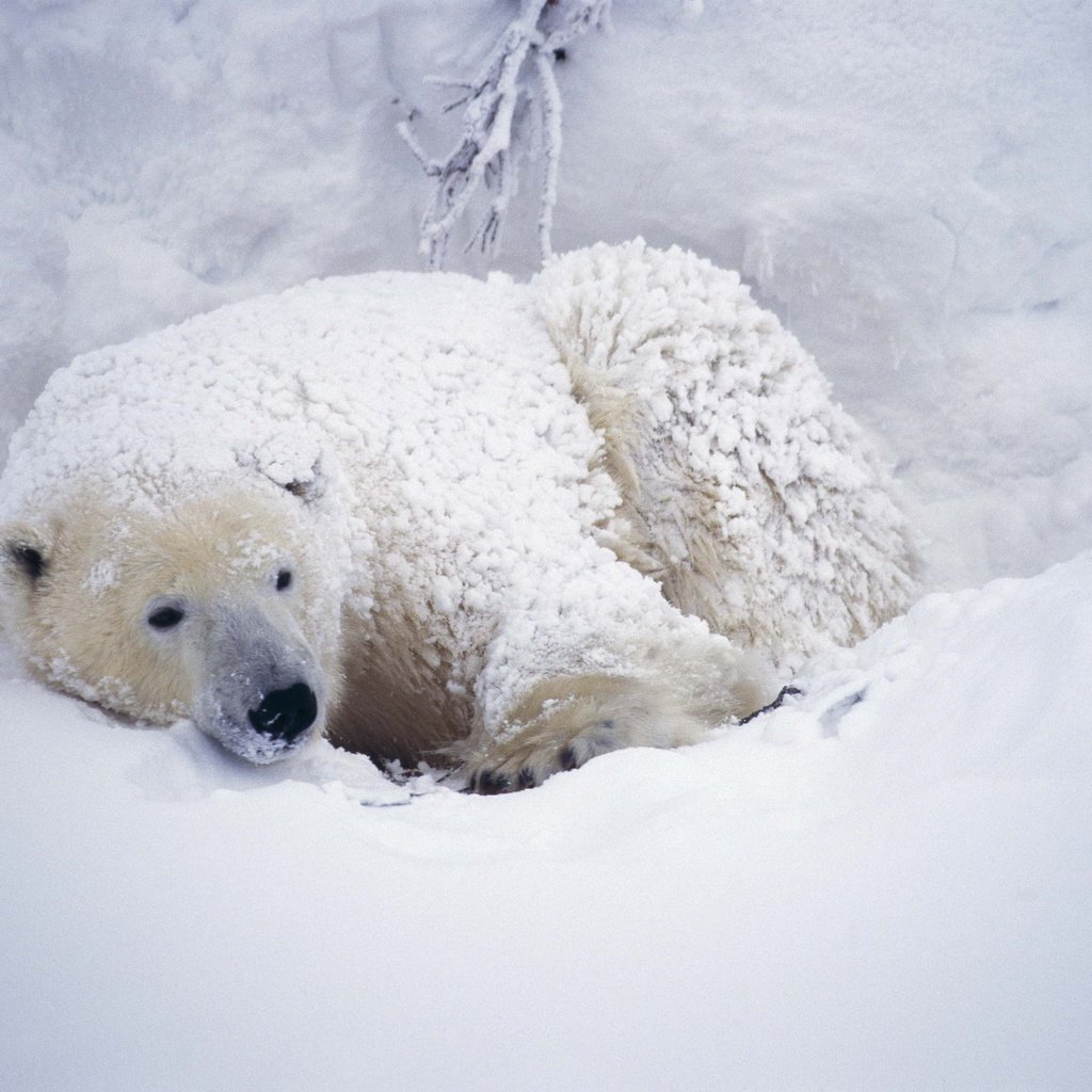 Обои снег, медведь, белый, арктика, полярный, северный, snow, bear, white, arctic, polar, north разрешение 2560x1699 Загрузить