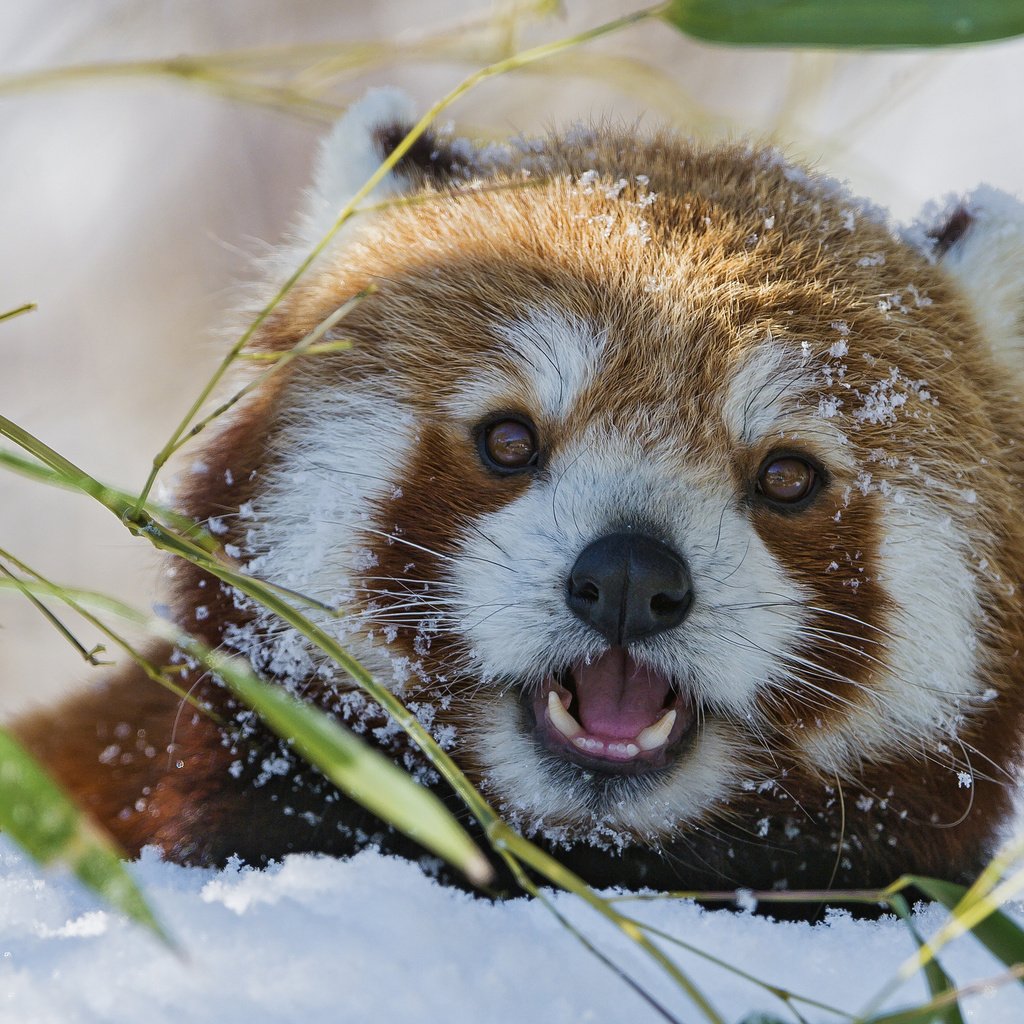 Обои морда, снег, красная, взгляд, панда, бамбук, красная панда, малая панда, малая, small, face, snow, red, look, panda, bamboo, red panda разрешение 2048x1536 Загрузить
