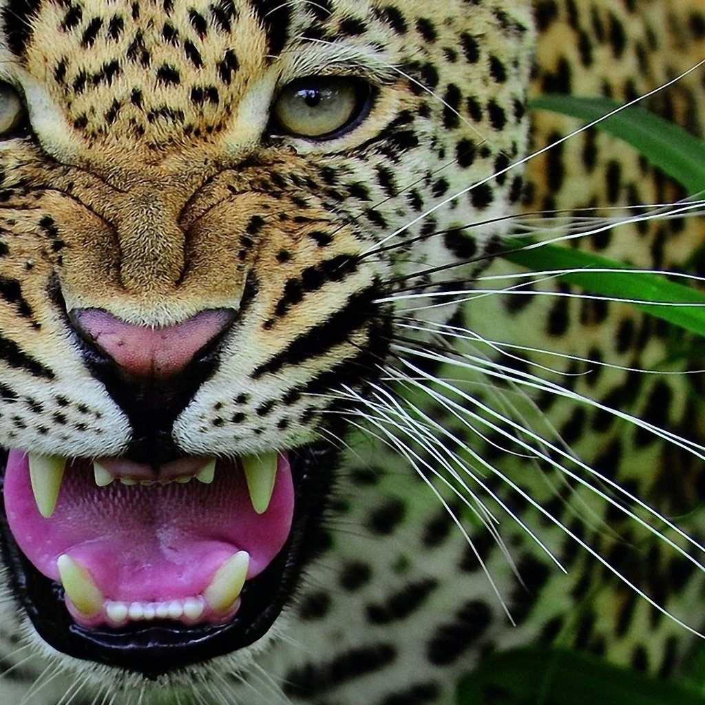 Обои морда, усы, леопард, клыки, хищник, оскал, face, mustache, leopard, fangs, predator, grin разрешение 1920x1200 Загрузить