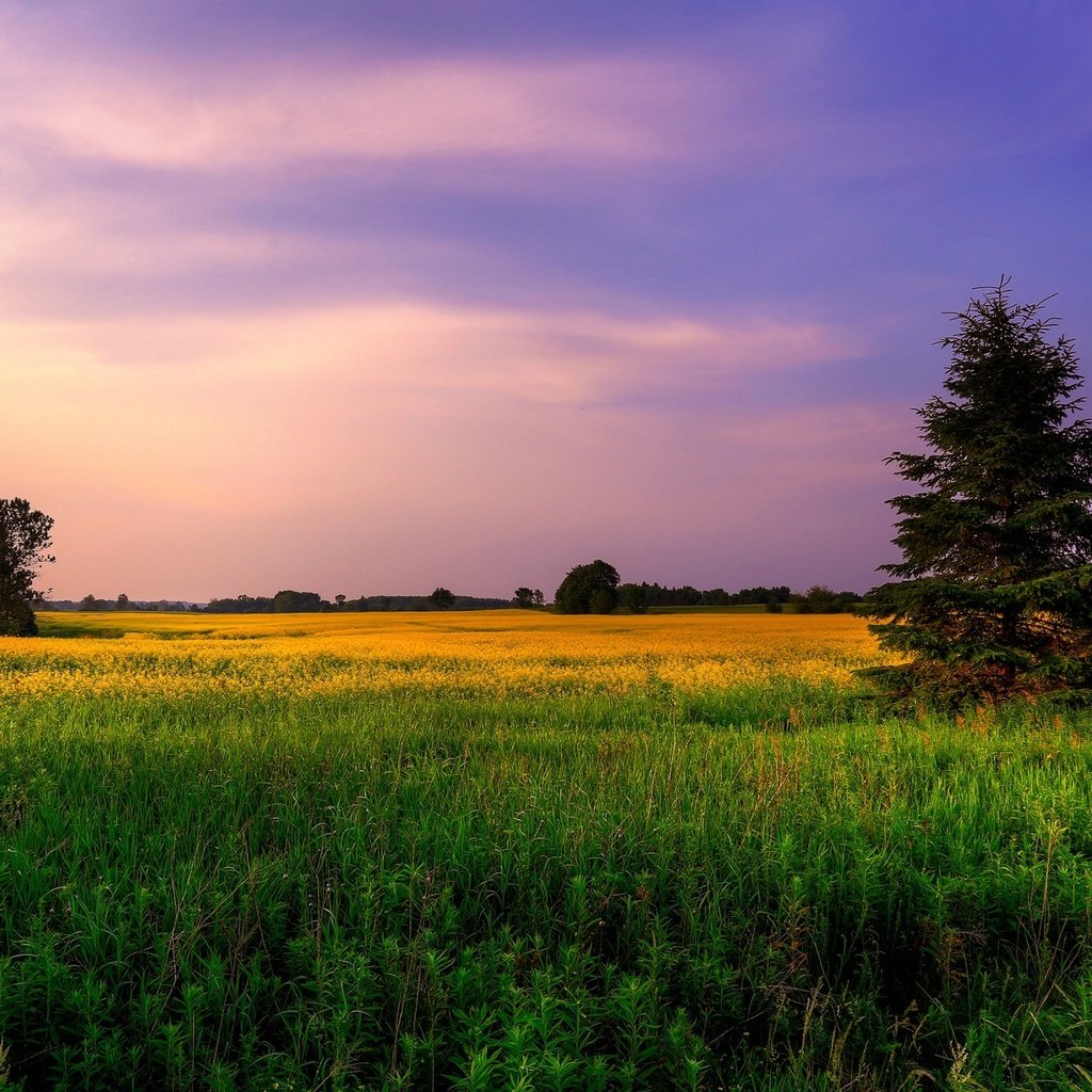 Обои небо, цветы, трава, деревья, природа, закат, поле, ели, the sky, flowers, grass, trees, nature, sunset, field, ate разрешение 2560x1600 Загрузить