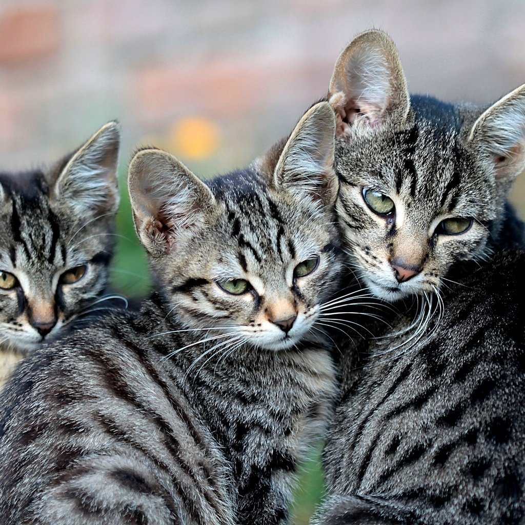 Обои кошка, взгляд, кошки, котята, материнство, cat, look, cats, kittens, motherhood разрешение 2048x1338 Загрузить