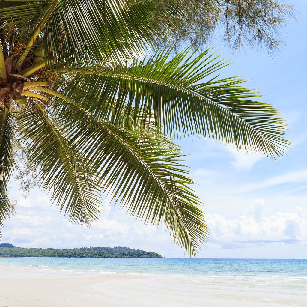 Обои море, пляж, пальма, sea, beach, palma разрешение 1920x1200 Загрузить