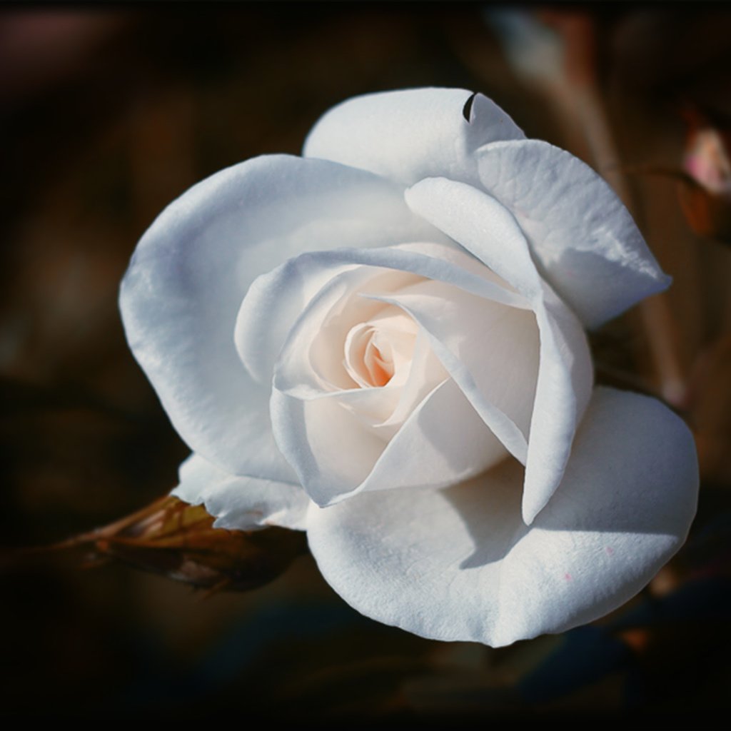 Обои макро, роза, красота, macro, rose, beauty разрешение 2453x1600 Загрузить