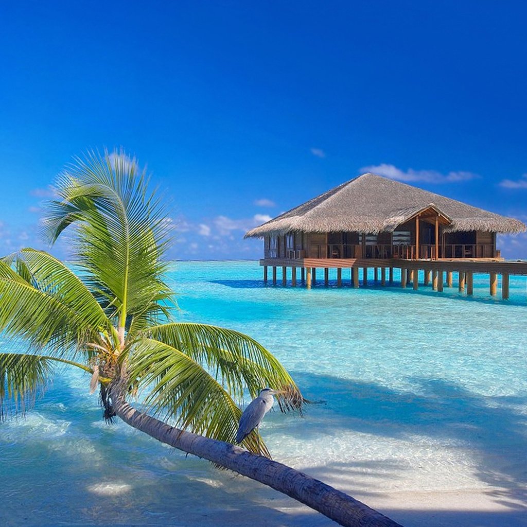 Обои бунгало, тропики, мальдивы, bungalow, tropics, the maldives разрешение 1920x1430 Загрузить