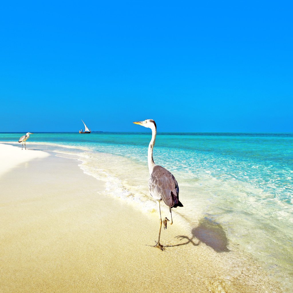 Обои море, пляж, тропики, птички, мальдивы, sea, beach, tropics, birds, the maldives разрешение 3903x2613 Загрузить