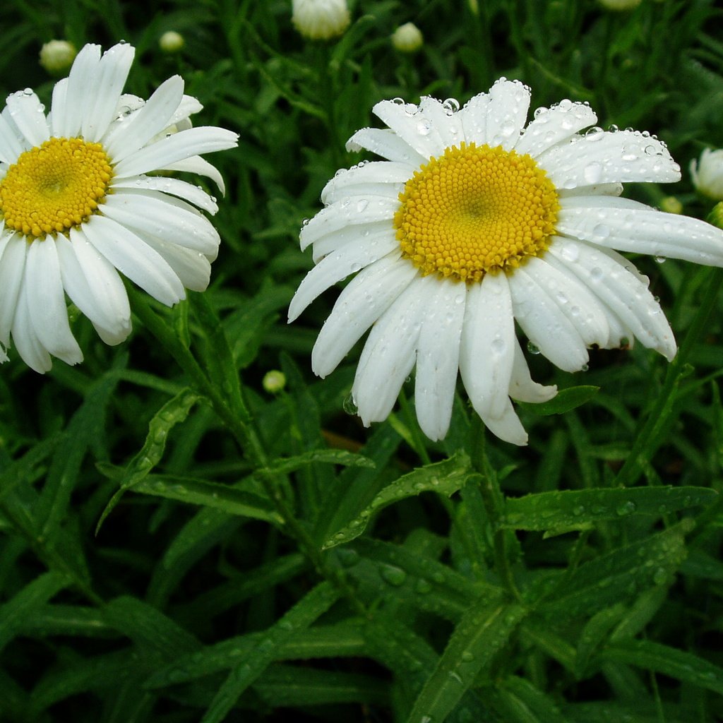 Обои цветы, листья, капли, ромашка, ромашки, белые, flowers, leaves, drops, daisy, chamomile, white разрешение 2048x1536 Загрузить