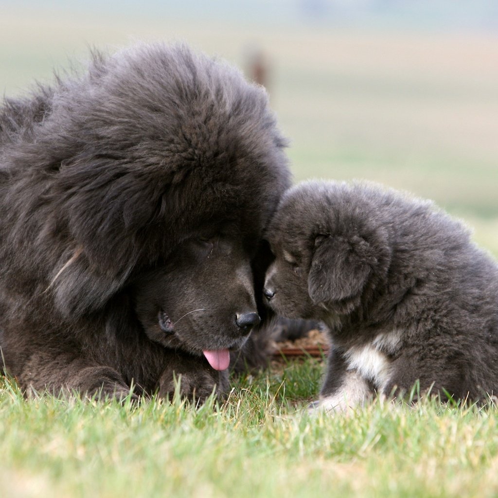 Обои трава, собака, щенок, тибетский мастиф, grass, dog, puppy, tibetan mastiff разрешение 1920x1200 Загрузить