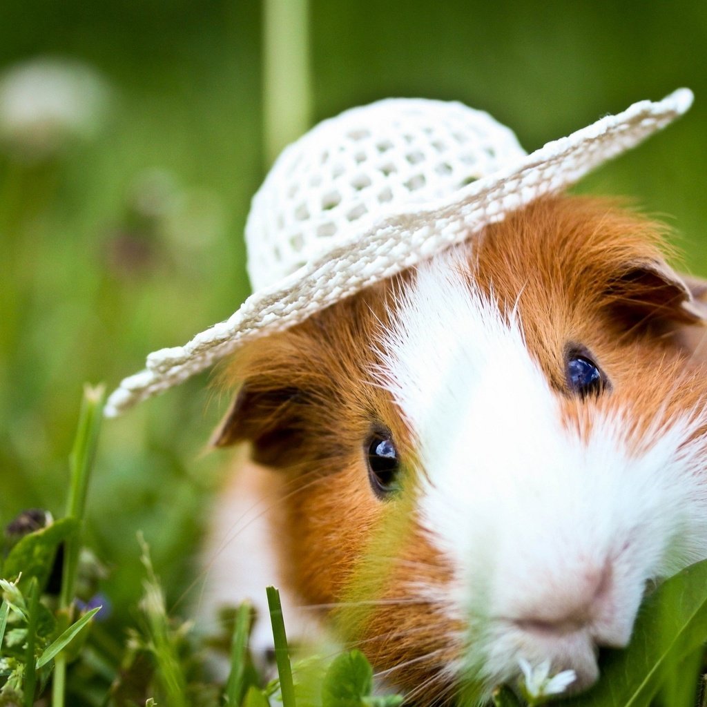 Обои трава, животные, шляпка, морская свинка, grass, animals, hat, guinea pig разрешение 2048x1365 Загрузить