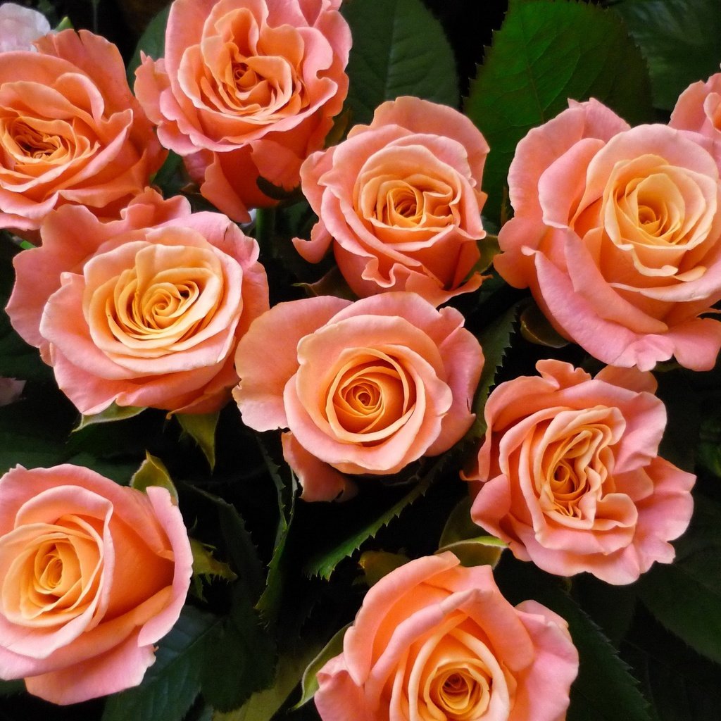 Обои цветы, розы, букет, розовые, flowers, roses, bouquet, pink разрешение 2048x1536 Загрузить