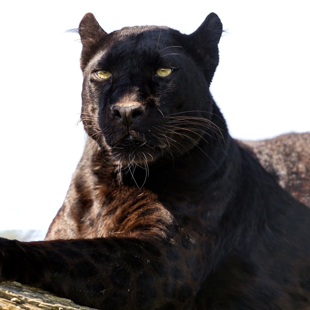 Обои взгляд, хищник, пантера, черный леопард, look, predator, panther, black leopard разрешение 3600x2376 Загрузить