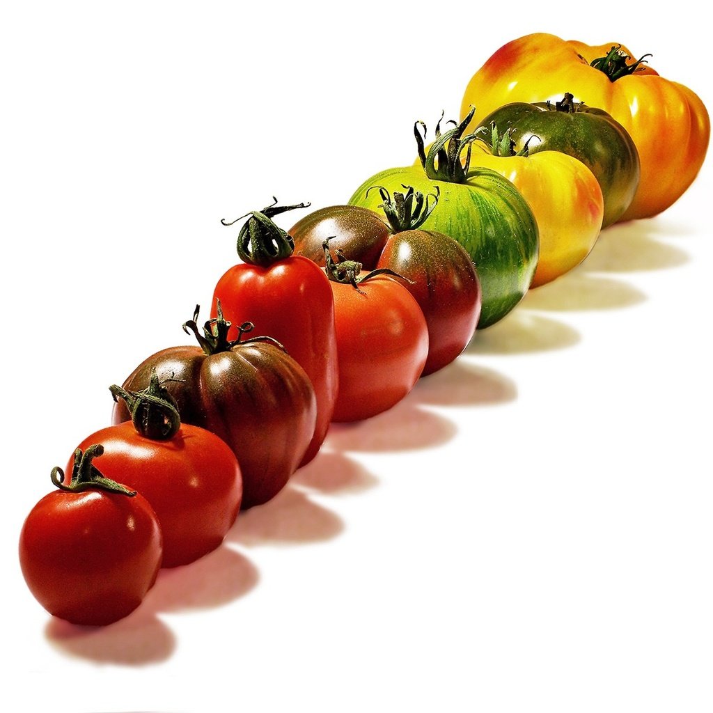 Обои белый фон, овощи, ряд, помидоры, томаты, шеренга, white background, vegetables, a number, tomatoes, rank разрешение 1920x1200 Загрузить
