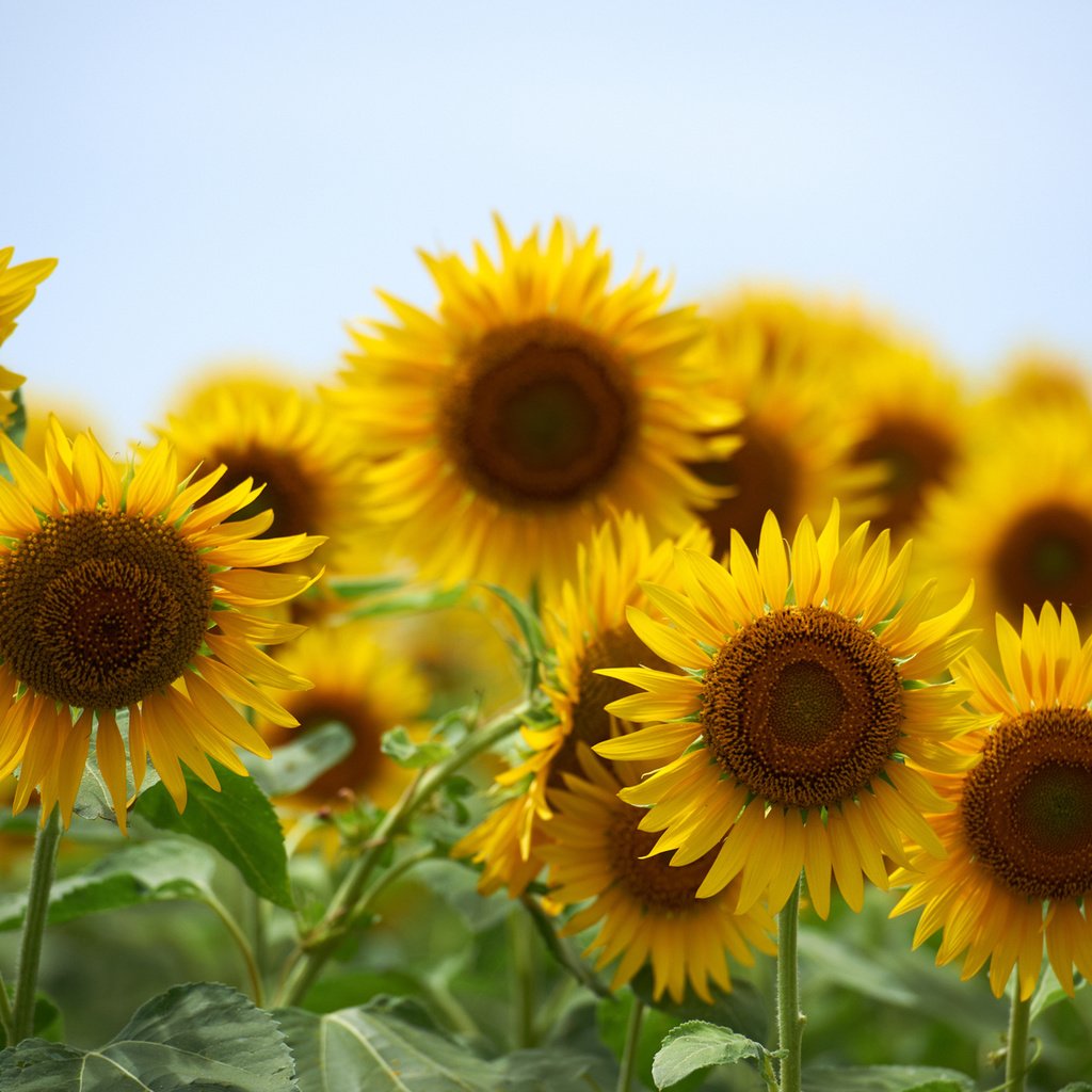 Обои небо, цветы, лето, подсолнухи, желтые, the sky, flowers, summer, sunflowers, yellow разрешение 1920x1200 Загрузить