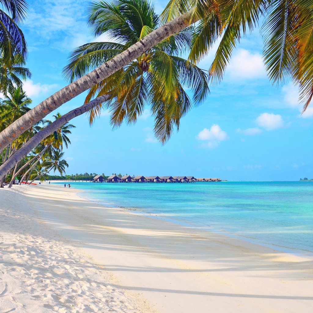 Обои море, пляж, отдых, остров, бунгало, тропики, мальдивы, sea, beach, stay, island, bungalow, tropics, the maldives разрешение 4894x3212 Загрузить