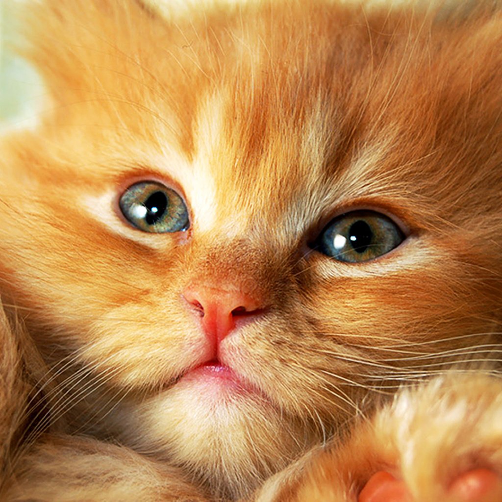 Обои кот, мордочка, кошка, взгляд, котенок, рыжий, cat, muzzle, look, kitty, red разрешение 1920x1327 Загрузить