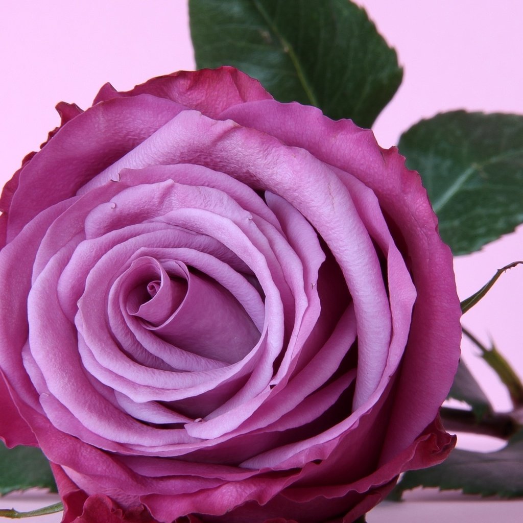Обои макро, роза, лепестки, бутон, macro, rose, petals, bud разрешение 1920x1080 Загрузить