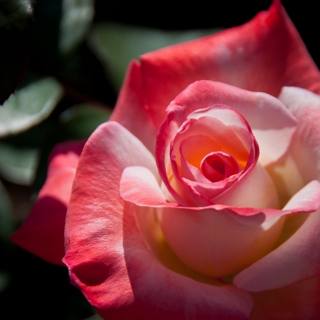 Обои макро, роза, лепестки, бутон, macro, rose, petals, bud разрешение 1920x1200 Загрузить