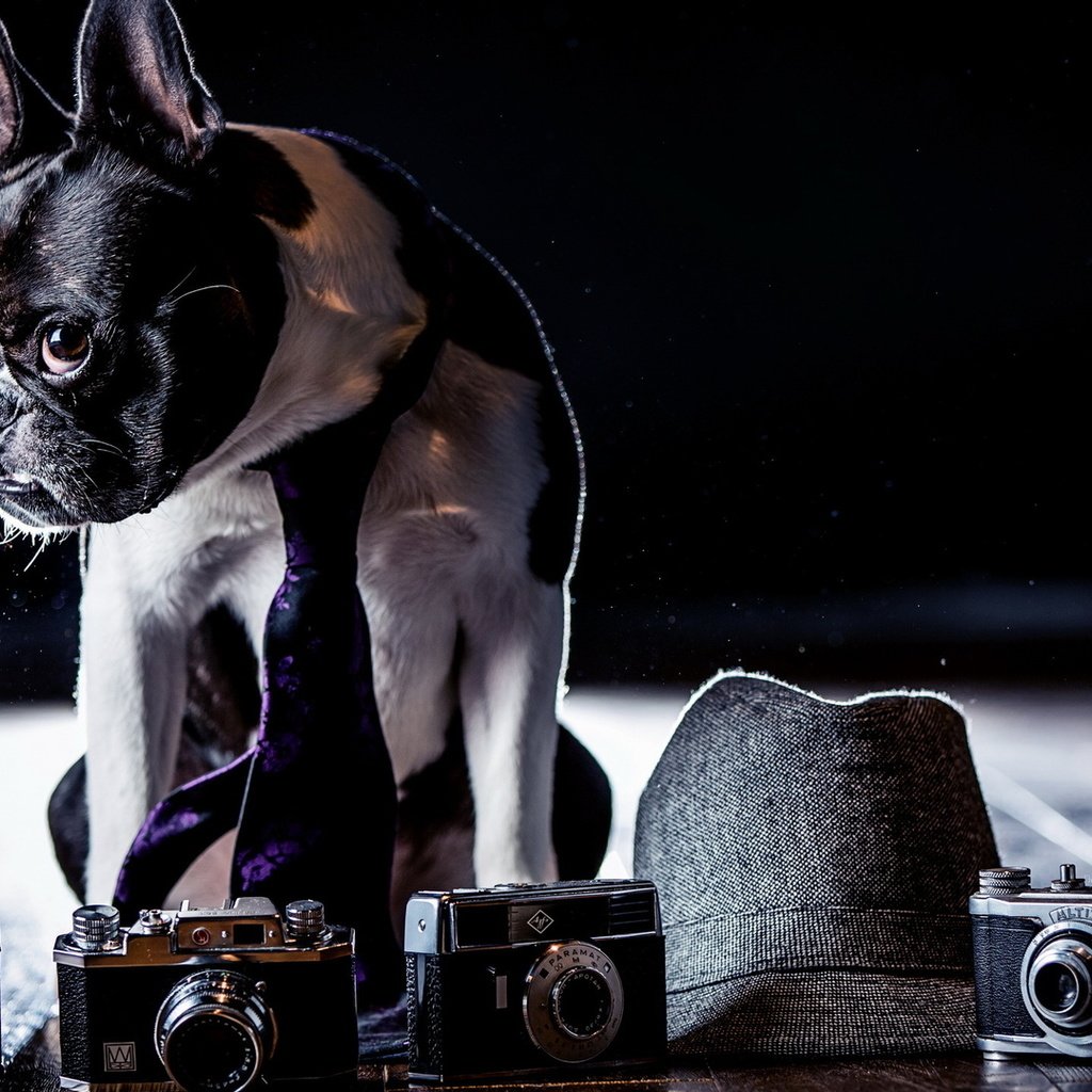 Обои фон, собака, фотоапарат, background, dog, cameras разрешение 1920x1080 Загрузить