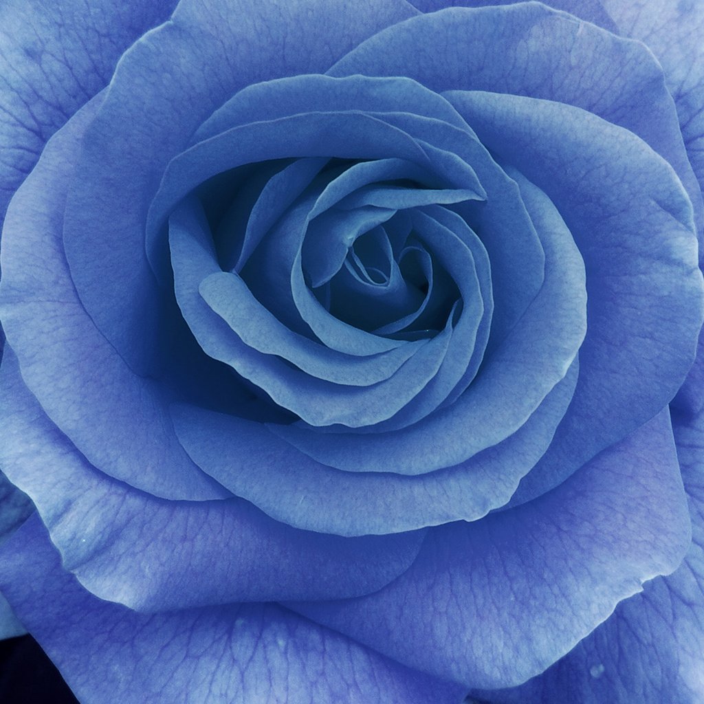 Обои макро, роза, лепестки, голубая, macro, rose, petals, blue разрешение 1920x1200 Загрузить