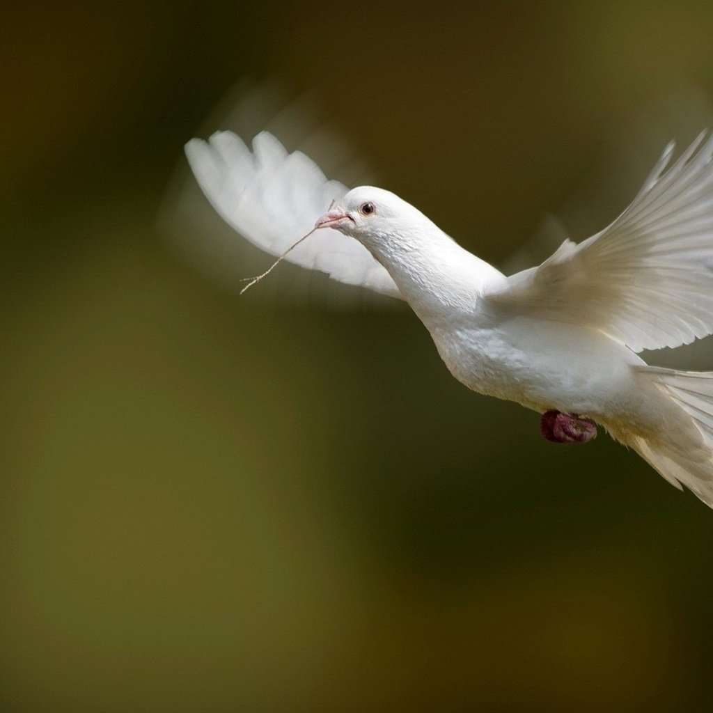 Обои полет, белый, голубь, летит, flight, white, dove, flies разрешение 1920x1200 Загрузить