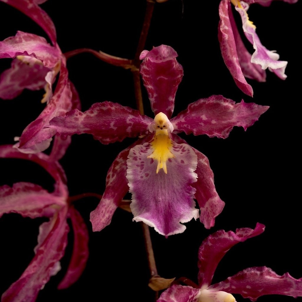 Обои макро, цветок, лепестки, темный фон, орхидея, macro, flower, petals, the dark background, orchid разрешение 1920x1200 Загрузить