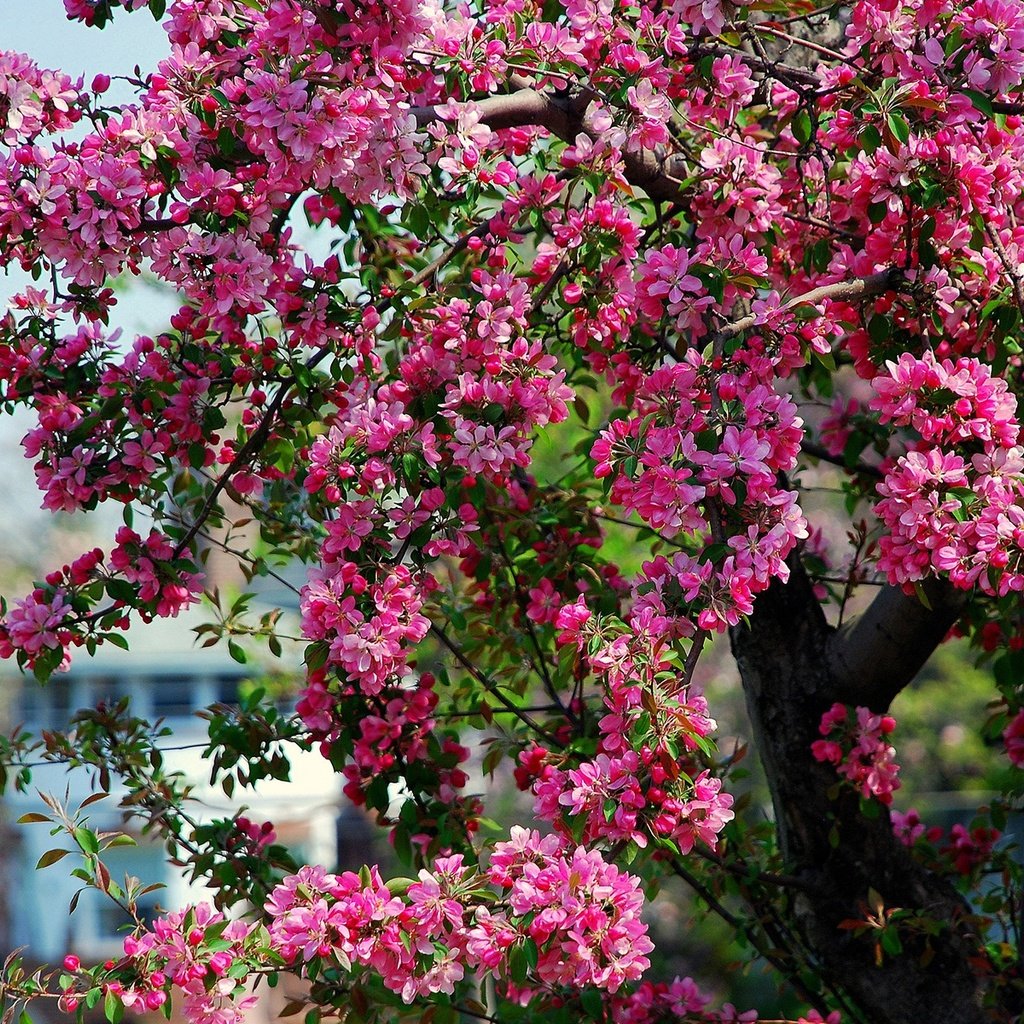 Обои дерево, цветение, весна, розовые, яблоня, цветки, tree, flowering, spring, pink, apple, flowers разрешение 1920x1200 Загрузить