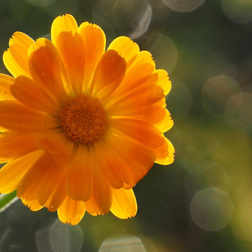 Обои фон, цветок, лепестки, оранжевый, боке, календула, background, flower, petals, orange, bokeh, calendula разрешение 1920x1200 Загрузить