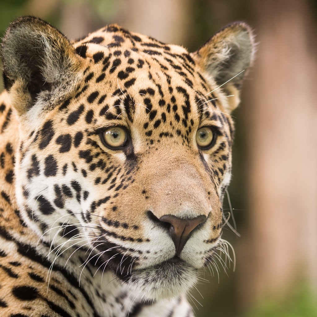 Обои морда, взгляд, хищник, ягуар, face, look, predator, jaguar разрешение 5184x3456 Загрузить