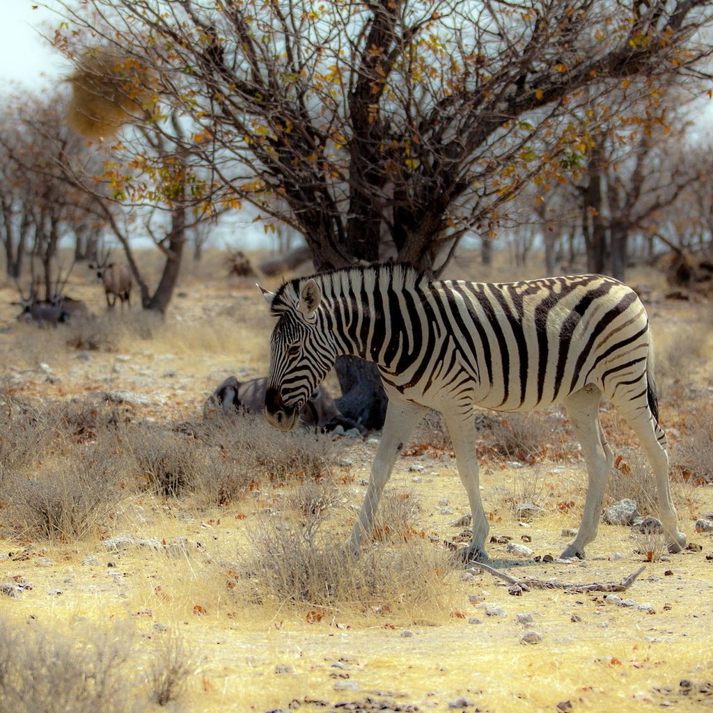 Обои природа, зебра, африка, nature, zebra, africa разрешение 1920x1200 Загрузить