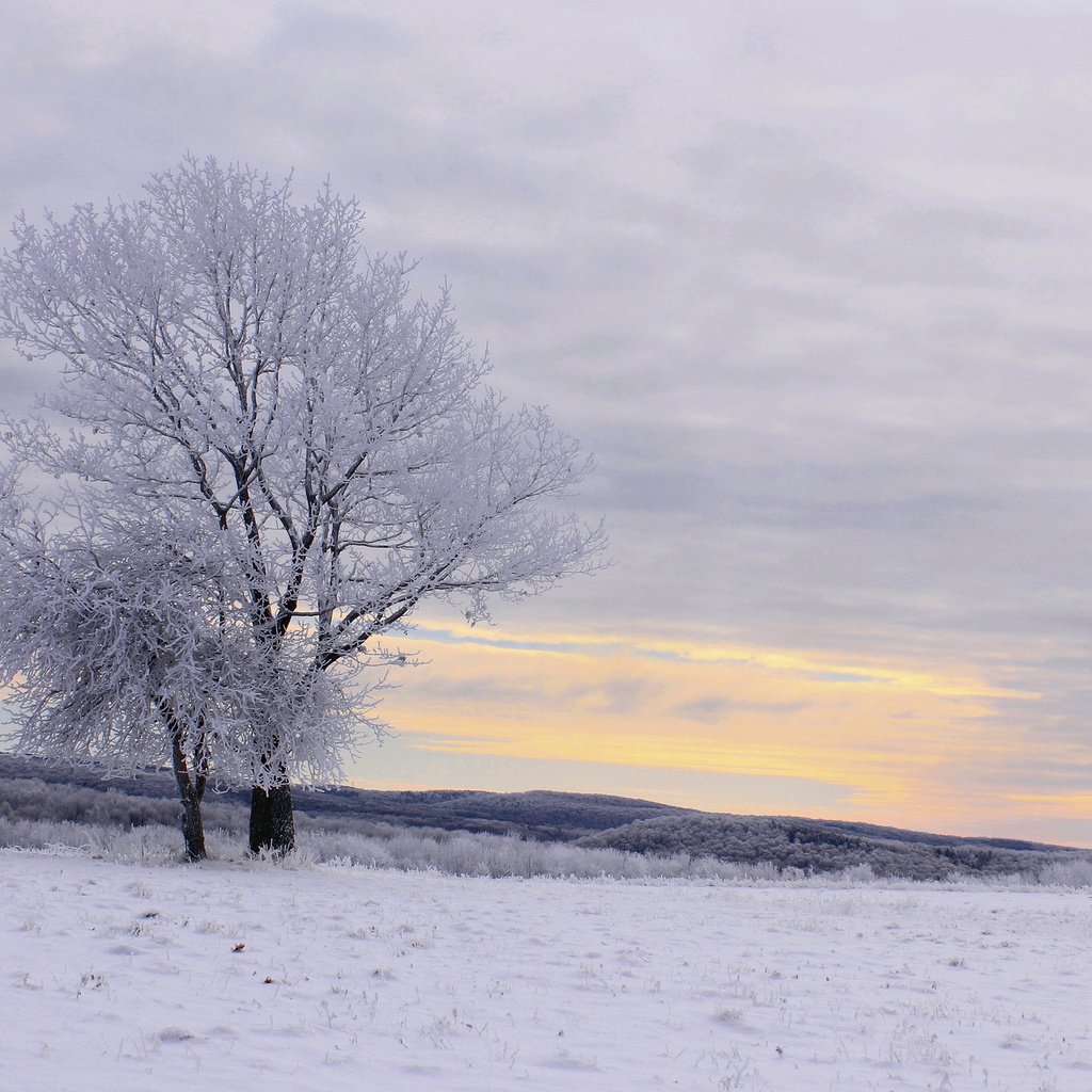 Обои деревья, снег, зима, пейзаж, иней, trees, snow, winter, landscape, frost разрешение 2048x1366 Загрузить