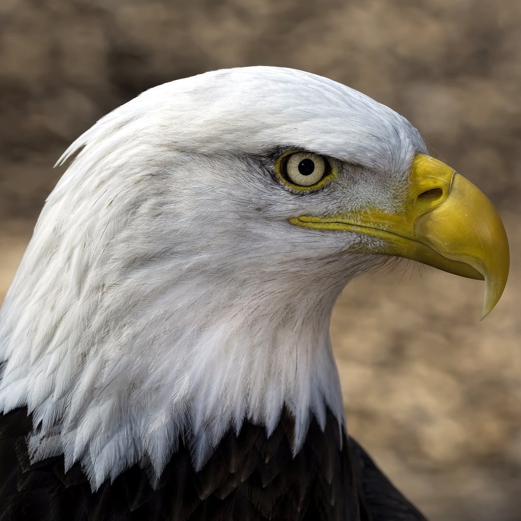 Обои фон, орел, птицы, клюв, белоголовый орлан, background, eagle, birds, beak, bald eagle разрешение 2560x1600 Загрузить