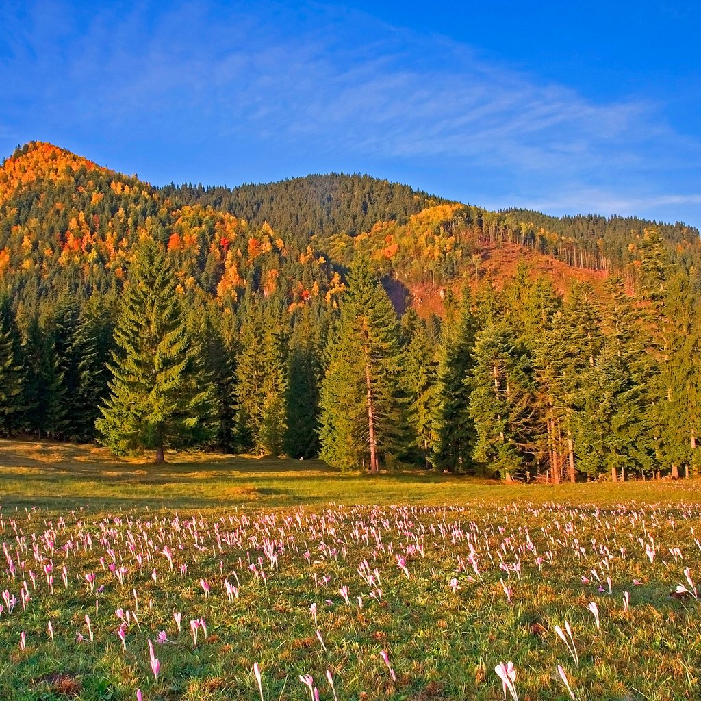 Обои небо, цветы, деревья, горы, лес, луг, румыния, the sky, flowers, trees, mountains, forest, meadow, romania разрешение 3000x2000 Загрузить