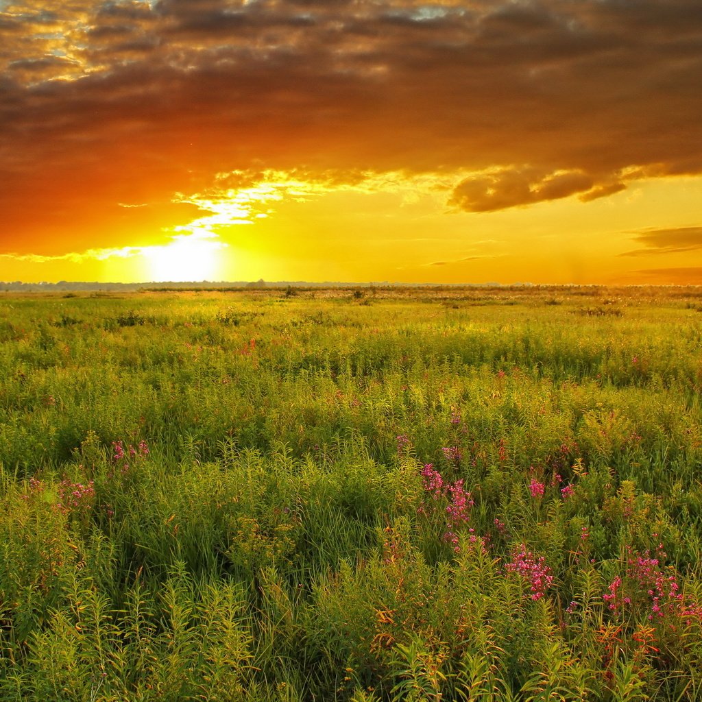 Обои небо, природа, закат, лето, луг, the sky, nature, sunset, summer, meadow разрешение 2560x1600 Загрузить