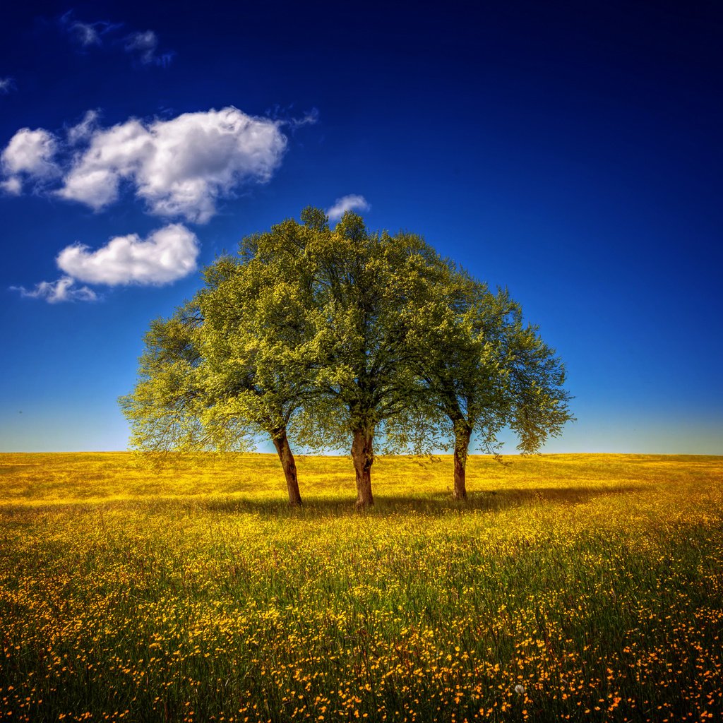 Обои небо, цветы, деревья, пейзаж, поле, луг, the sky, flowers, trees, landscape, field, meadow разрешение 1920x1280 Загрузить