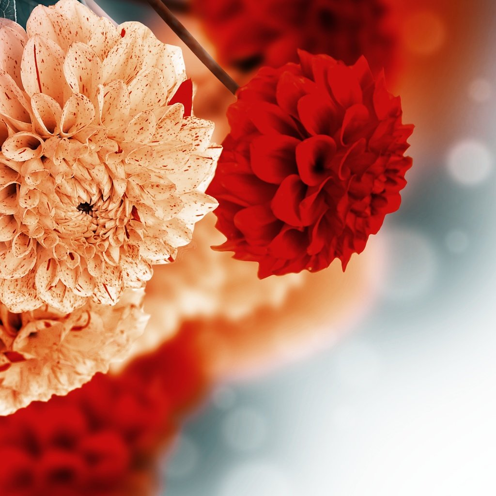 Обои цветы, фон, георгины, flowers, background, dahlias разрешение 4500x2835 Загрузить