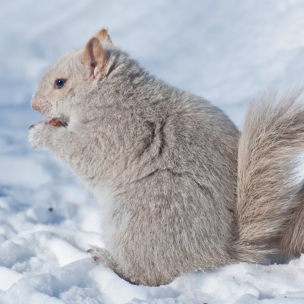 Обои снег, зима, белка, зверек, белочка, грызун, snow, winter, protein, animal, squirrel, rodent разрешение 2048x1280 Загрузить