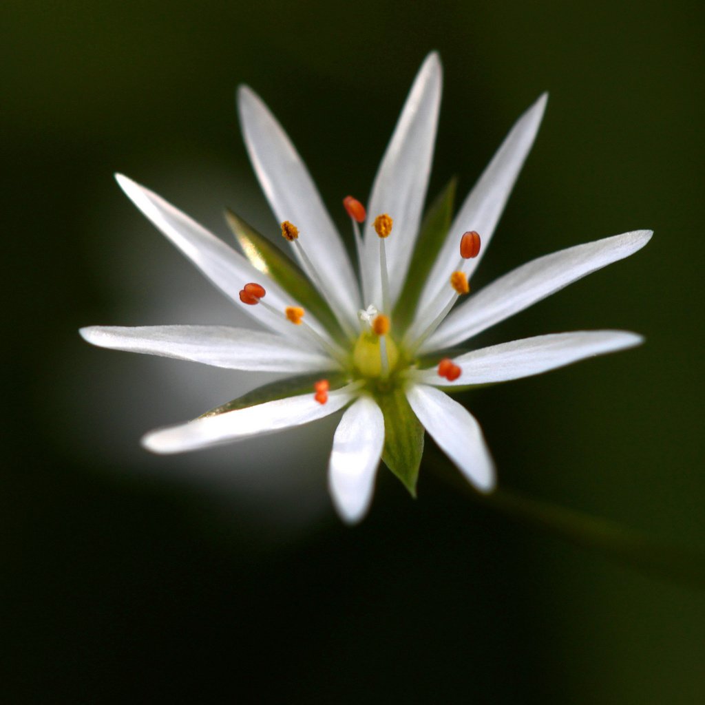 Обои макро, фон, цветок, белый, звездчатка, macro, background, flower, white, stellaria разрешение 2048x1365 Загрузить